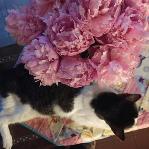 OrionwithPeonies